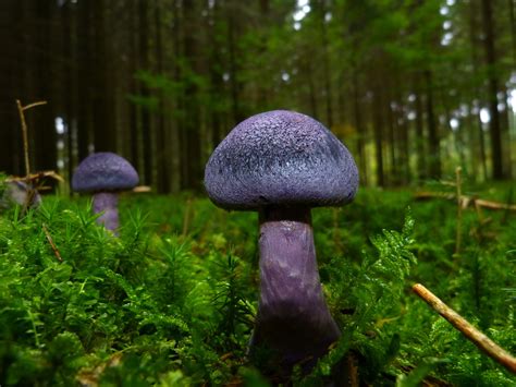 A Journey into the Fantastic World of Magic Mushrooms in Idaho